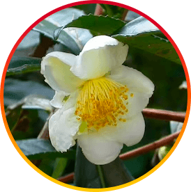 Camellia Sinensis - HepatoBurn ingredient for fat-burning & cardio health