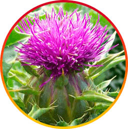 Silymarin - HepatoBurn ingredient for liver detoxification